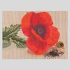 Oriental Poppy - Needlepoint Tapestry Canvas